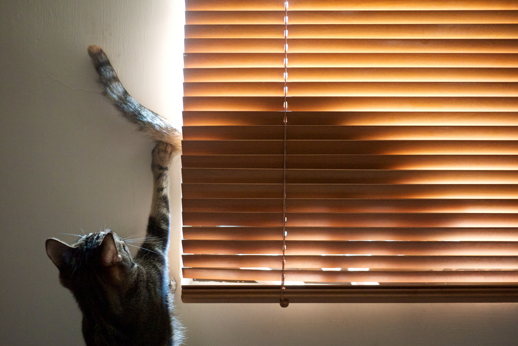 flying super squirrel